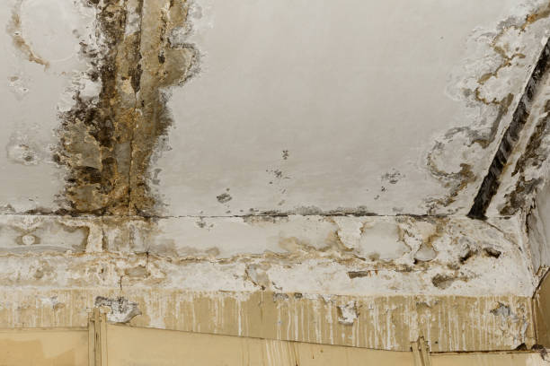 Local water damage restoration in Gray, TN